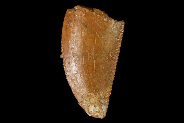 Serrated, Raptor Tooth - Real Dinosaur Tooth #163857